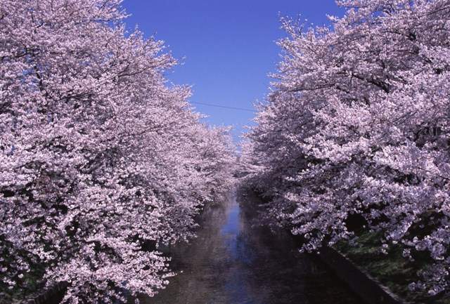 五条川（岩倉市）